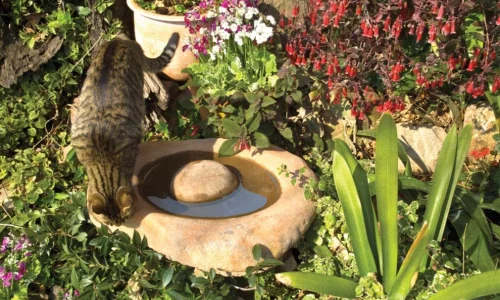 Bird Bath