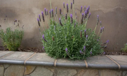 Estcourt_coping (14)