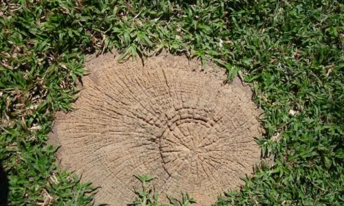 Tree Ring